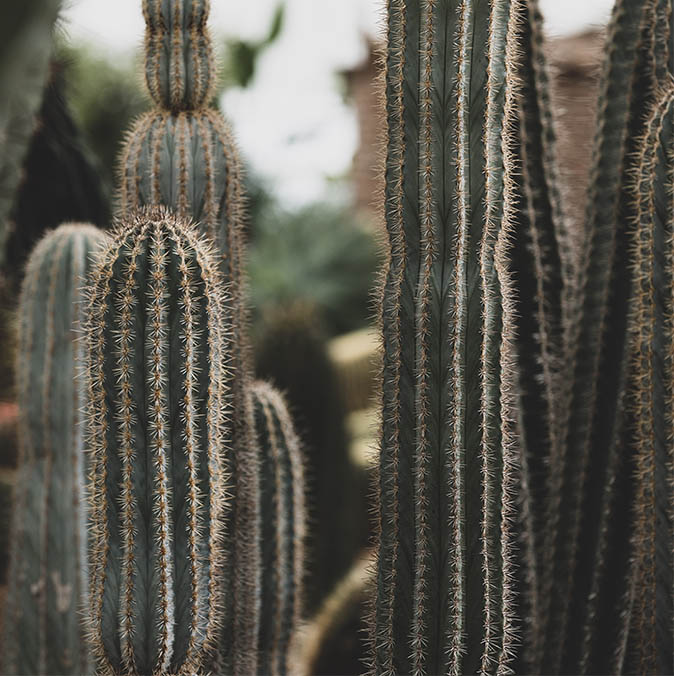 Cactus oase Ruurlo