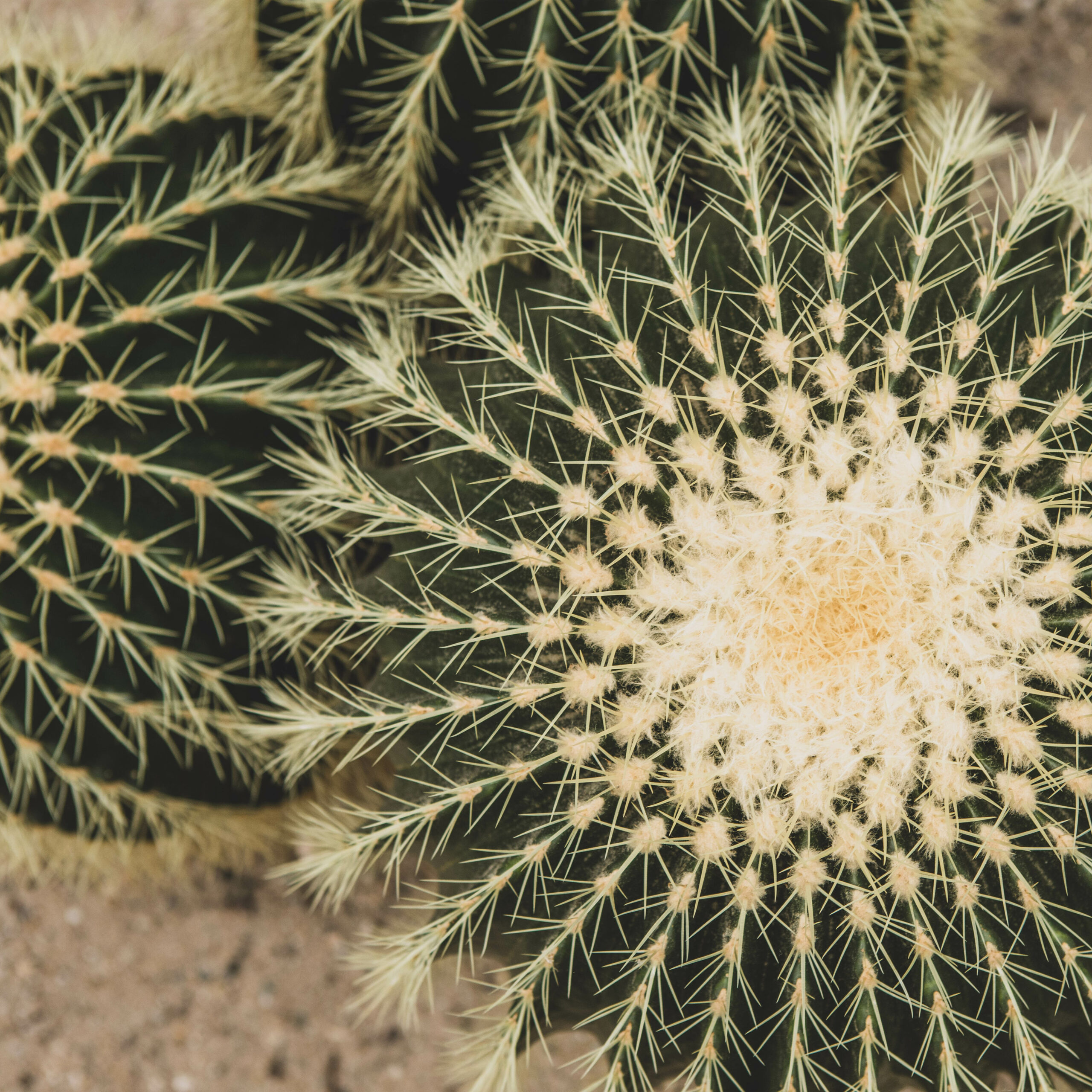 Cactusoase | Ruurlo